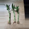 plant/Bamboo trees 4"-0-thumbnail