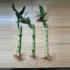 plant/Bamboo trees 8"-0-thumbnail