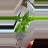 plant/Syngonium NOID-0-thumbnail