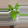 plant/Syngonium NOID-1-thumbnail