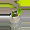 plant/Syngonium NOID-2-thumbnail