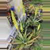plant/Aloe vera (fka Aloe barbadensis) offsets 4” pots-0-thumbnail