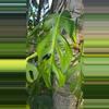 plant/ Monstera sp. Dissecta [growers choice] -0-thumbnail