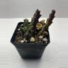 plant/4” Stapelia-0-thumbnail