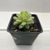 plant/Echeveria derenbergii-1-thumbnail