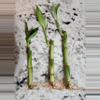 plant/Bamboo trees ×3-0-thumbnail