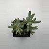 plant/4” Cotyledon oophylla-1-thumbnail