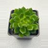 plant/4” Echeveria Esmerelda Lima-0-thumbnail