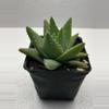 plant/4” Aloe brevifolia-1-thumbnail