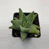 plant/4” Aloe brevifolia-0-thumbnail