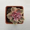plant/4” Echeveria Rainbow-0-thumbnail