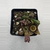plant/4” Stapelia-1-thumbnail