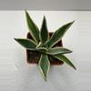 plant/4” Variegated Agave Americana-0-thumbnail