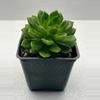 plant/4” Echeveria Esmerelda Lima-1-thumbnail