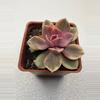 plant/4” Echeveria Rainbow-1-thumbnail