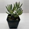 plant/4” Cotyledon oophylla-0-thumbnail