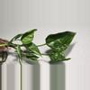 plant/Pothos Shangri-la Cutting-4-thumbnail