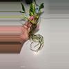 plant/Pothos Shangri-la Cutting-5-thumbnail
