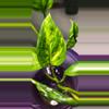 plant/Pothos Shangri-la Cutting-0-thumbnail