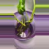 plant/Pothos Shangri-la Cutting-1-thumbnail