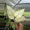 plant/Aglaonema super white-1-thumbnail