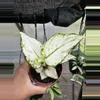 plant/Aglaonema super white-0-thumbnail