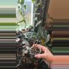 plant/Corm grown alocasia Polly/amazonica-0-thumbnail