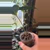 plant/Corm grown alocasia Polly/amazonica-1-thumbnail