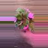 plant/African Violet-1-thumbnail