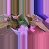 plant/African Violet-0-thumbnail