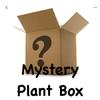 plant/Mystery Box Bundle $65-0-thumbnail