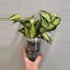 plant/Rooted Cutting E - Hoya Polyneura Inner Variegated-2-thumbnail