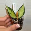 plant/Rooted Cutting E - Hoya Polyneura Inner Variegated-0-thumbnail
