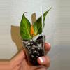 plant/Rooted Cutting E - Hoya Polyneura Inner Variegated-1-thumbnail