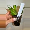 plant/Rooted Cutting B - Hoya Polyneura Inner Variegated-4-thumbnail