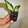 plant/Rooted Cutting B - Hoya Polyneura Inner Variegated-1-thumbnail