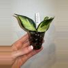 plant/Rooted Cutting B - Hoya Polyneura Inner Variegated-0-thumbnail