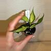 plant/Rooted Cutting B - Hoya Polyneura Inner Variegated-3-thumbnail