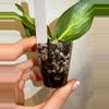 plant/Rooted Cutting B - Hoya Polyneura Inner Variegated-2-thumbnail
