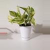plant/4 Inch White Planter With Attached Saucer-3-thumbnail