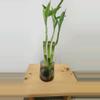 plant/Bamboo trees 8"-1-thumbnail