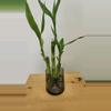 plant/Bamboo trees ×3-1-thumbnail