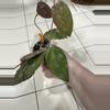 plant/Hoya Caudata ‘Big Green Leaf’ 3 splashy cuttings in one!-1-thumbnail