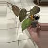 plant/Hoya Caudata ‘Big Green Leaf’ 3 splashy cuttings in one!-0-thumbnail