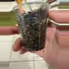 plant/Hoya Caudata ‘Big Green Leaf’ 3 splashy cuttings in one!-2-thumbnail
