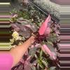 plant/4" Philodendron Pink princess Marble-1-thumbnail