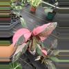 plant/4" Philodendron Pink princess Marble-0-thumbnail