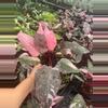 plant/4" Philodendron Pink princess Marble-2-thumbnail