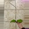 plant/Hoya meredithii newly rooted cutting for @TheBotanicalBazaar-1-thumbnail