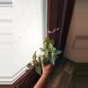 plant/Fallopia Multiflora Variegated rooted cutting (A)-1-thumbnail